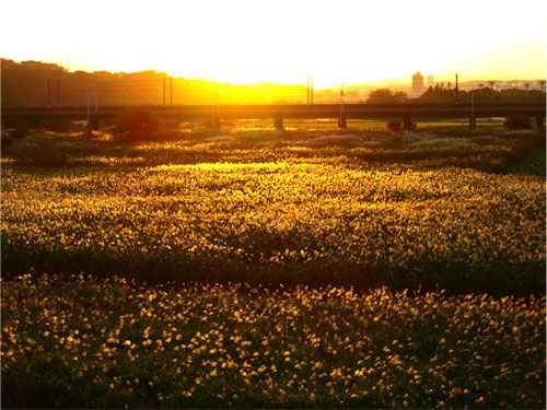071028Tamagawa04.jpg