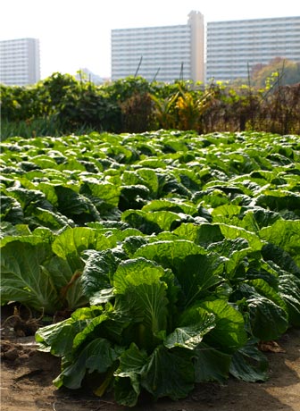 071202Tamagawa02.jpg