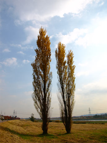 071202Tamagawa04.jpg