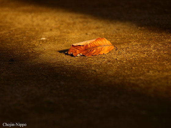 080106Leaf.jpg