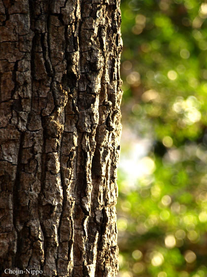 080106Tree02.jpg
