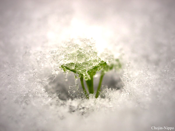 080123Snow02.jpg