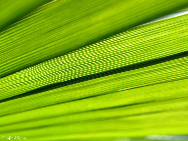 080126Leaf01.jpg