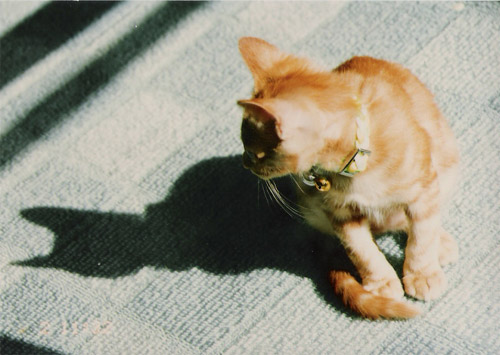 080129Chage02.jpg