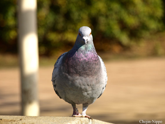 080130Pigion.jpg