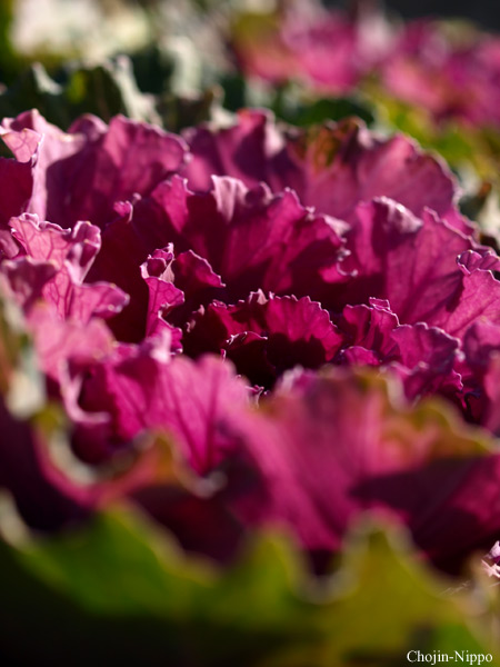 080329Flower01.jpg