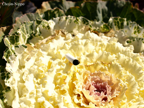 080329Flower02.jpg
