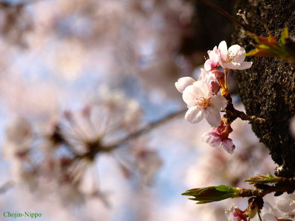 080407Sakura01.jpg