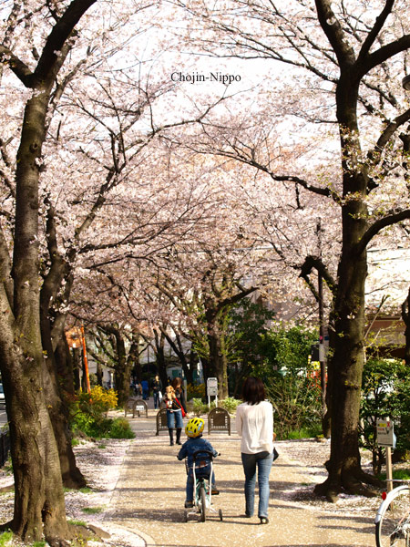 080407Sakura02.jpg