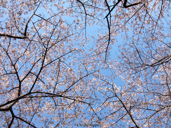 080407Sakura03.jpg