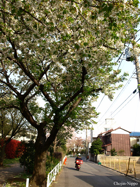 080407Sakura05.jpg