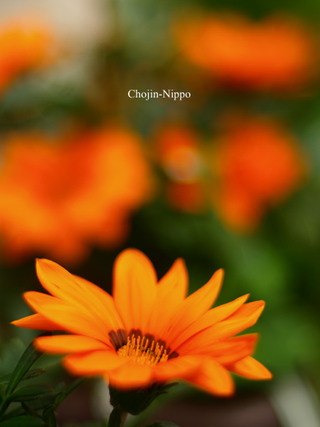 080607Nikkor01.jpg