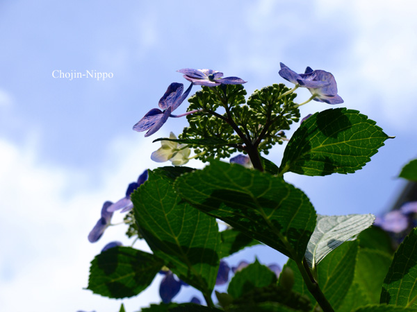 080616Ajisai01.jpg