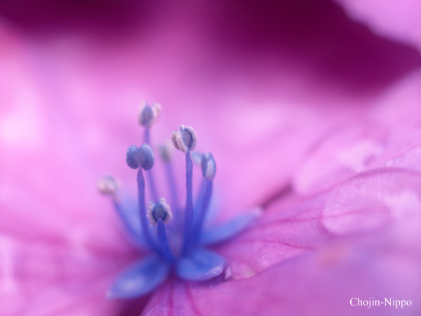 080621Ajisai.jpg