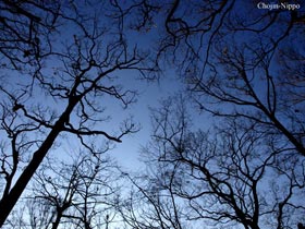 080621Tree01.jpg