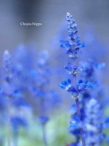 080626RainFlower.jpg