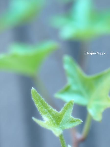 080714StarLeaf.jpg
