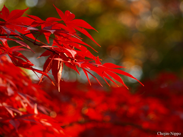 081129Momiji02.jpg