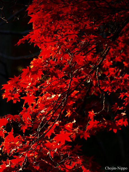081129Momiji03.jpg