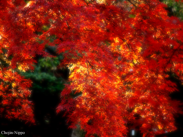 081129Momiji04.jpg