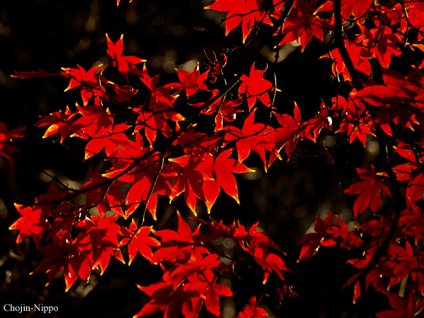081129Momiji06.jpg