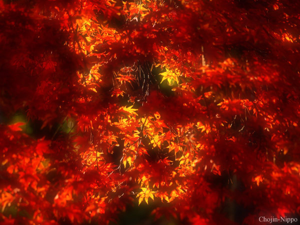 081129Momiji07.jpg