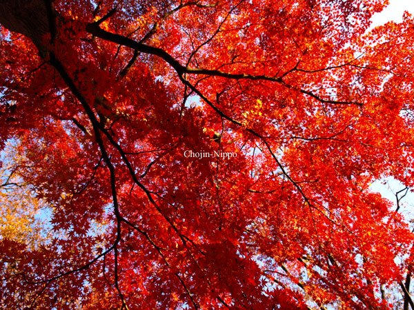 081129Momiji08.jpg