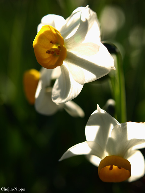 090208Suisen02.jpg