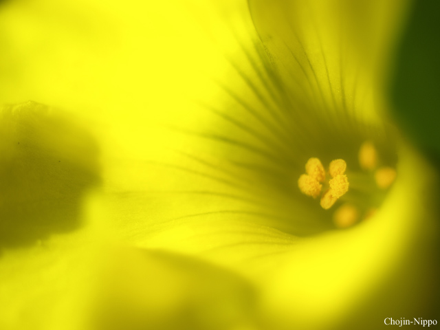 090308Yellow.jpg