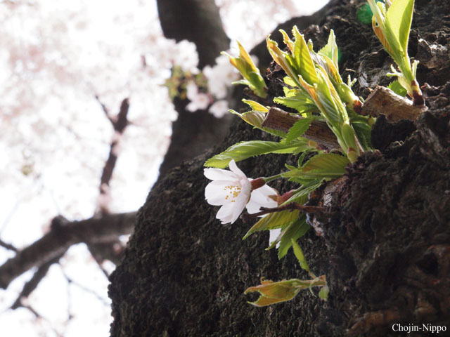 090405Sakura04.jpg