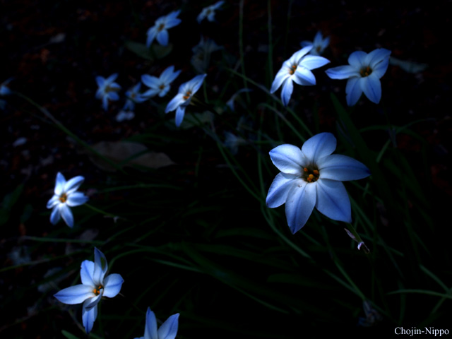 090419Gekkoso.jpg