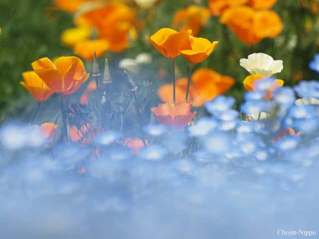 090427Poppy.jpg