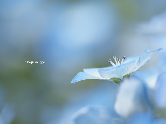 090429Nemophila01.jpg