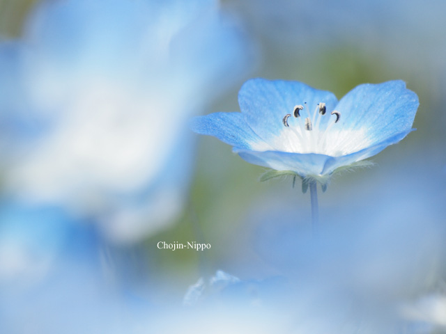 090429Nemophila02.jpg