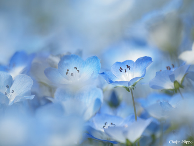 090429Nemophila03.jpg