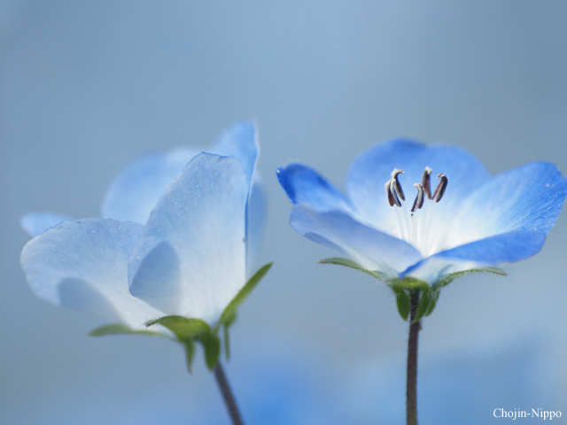 090429Nemophila04.jpg