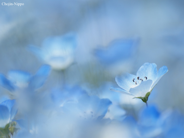 090429Nemophila05.jpg