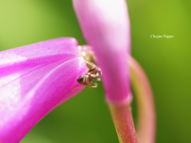 090510Ant.jpg