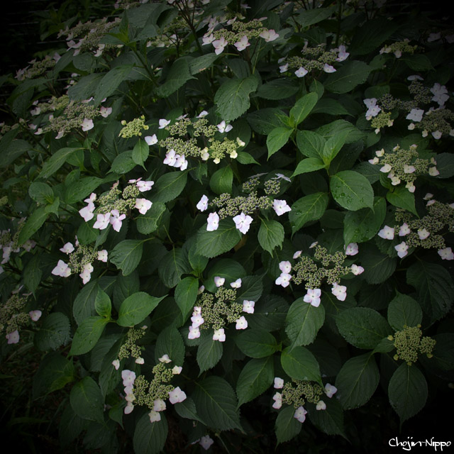 090527Ajisai.jpg