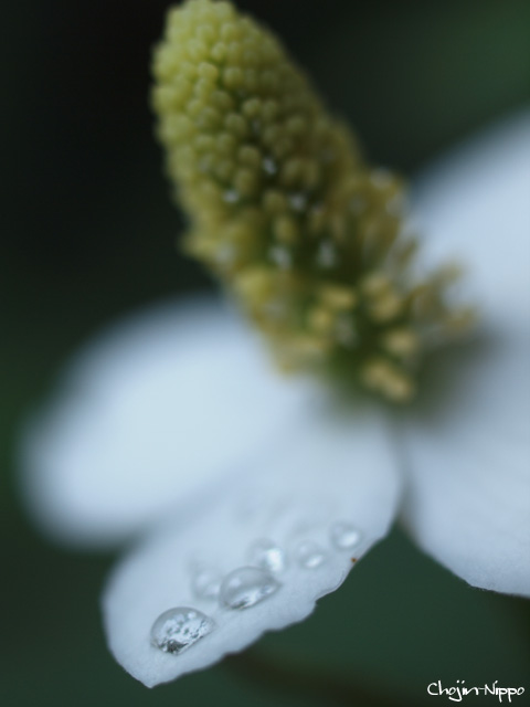 090531Shizuku01.jpg