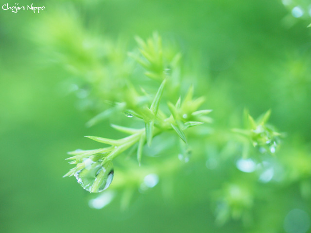 090531Shizuku03.jpg