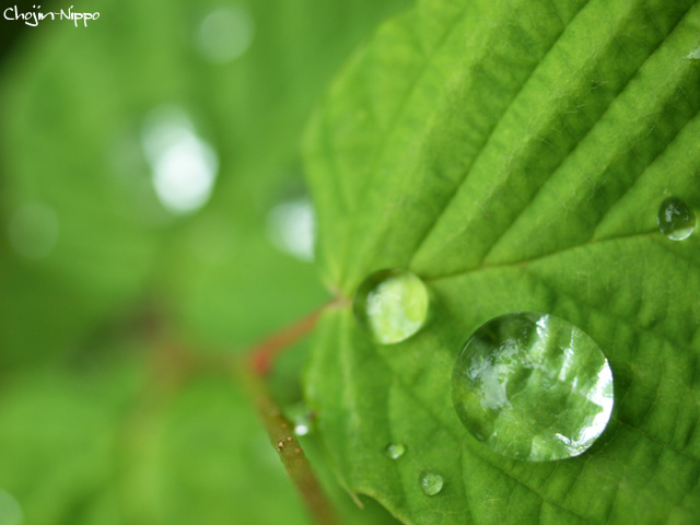 090539rain02.jpg