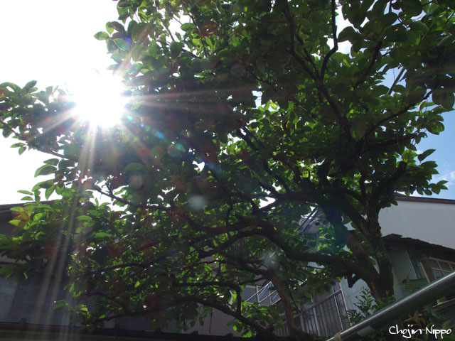 090608Amenochihare05.jpg