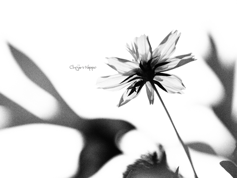 090904Cosmos.jpg