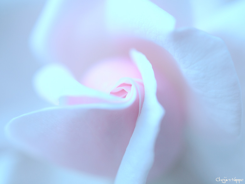 091001Rose.jpg