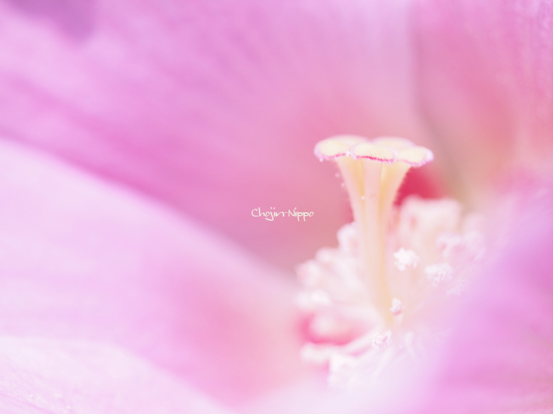 091020flower01.jpg