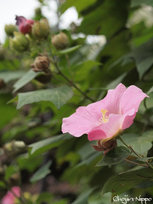091020flower02.jpg