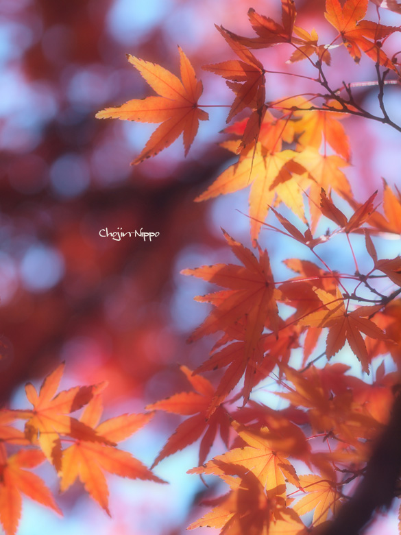 091221Momiji01.jpg