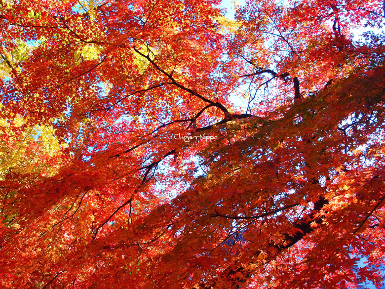 091221Momiji02.jpg