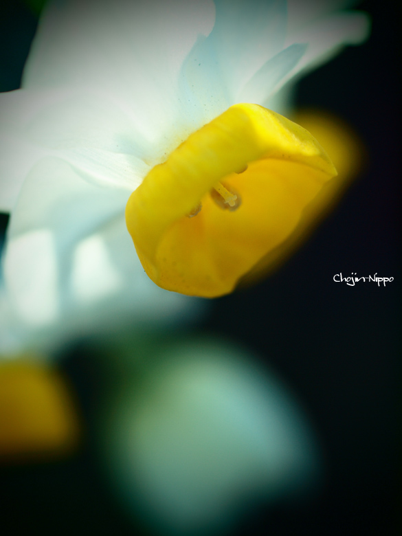 100106Suisen.jpg